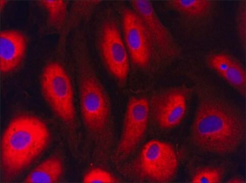 Anti-LDHA (216-228) antibody produced in rabbit IgG fraction of antiserum, buffered aqueous solution