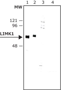 抗LIMキナーゼ1抗体 ウサギ宿主抗体 IgG fraction of antiserum, buffered aqueous solution