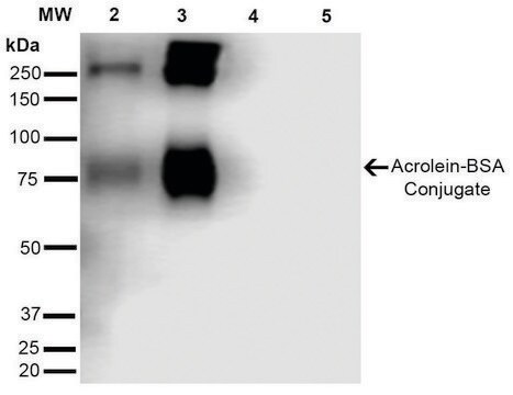 Monoclonal Anti-Acrolein-Atto 488 antibody produced in mouse clone 10A10