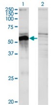 Monoclonal Anti-POU3F2 antibody produced in mouse clone 6F6, purified immunoglobulin, buffered aqueous solution