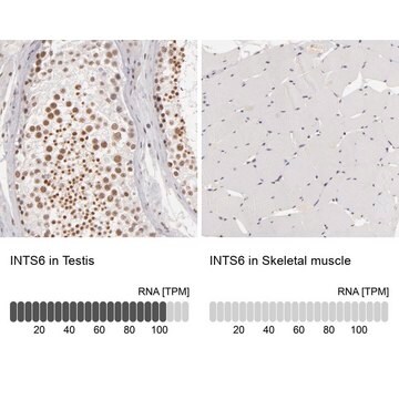 Anti-INTS6 antibody produced in rabbit Prestige Antibodies&#174; Powered by Atlas Antibodies, affinity isolated antibody, buffered aqueous glycerol solution