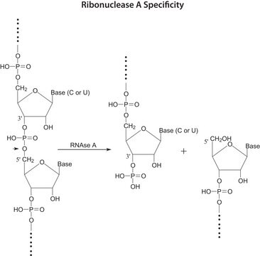 Ribonuklease A aus Rinderpankreas for molecular biology, &#8805;70&#160;Kunitz units/mg protein, lyophilized