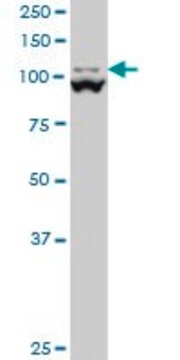 Monoclonal Anti-MTHFD1L antibody produced in mouse clone 1E8, purified immunoglobulin, buffered aqueous solution