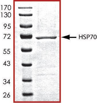 HSP70、Hisタグ融合 ヒト recombinant, expressed in baculovirus infected Sf9 cells, &#8805;70% (SDS-PAGE), buffered aqueous glycerol solution