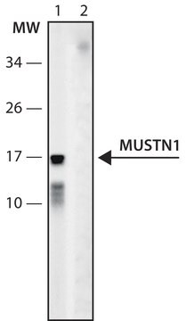 Anti-MUSTN1 (6-20) antibody produced in rabbit IgG fraction of antiserum