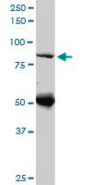 Monoclonal Anti-DNAJC10 antibody produced in mouse clone 3A8, ascites fluid