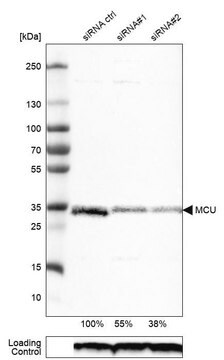 单克隆抗-MCU 小鼠抗 Prestige Antibodies&#174; Powered by Atlas Antibodies, clone CL3576, purified immunoglobulin