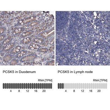 Anti-PCSK5 antibody produced in rabbit Prestige Antibodies&#174; Powered by Atlas Antibodies, affinity isolated antibody, buffered aqueous glycerol solution