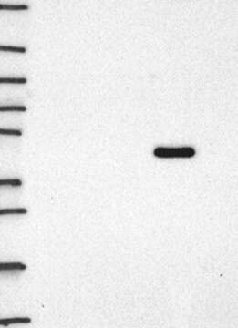 Anti-STAU1 antibody produced in rabbit Prestige Antibodies&#174; Powered by Atlas Antibodies, affinity isolated antibody, buffered aqueous glycerol solution