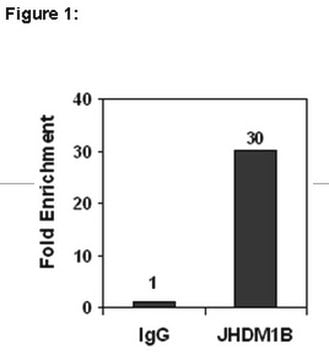 Set ChIPAb+ JHDM1B from rabbit, purified by affinity chromatography