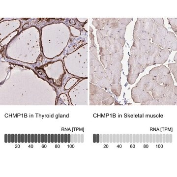 Anti-CHMP1B antibody produced in rabbit Prestige Antibodies&#174; Powered by Atlas Antibodies, affinity isolated antibody, buffered aqueous glycerol solution