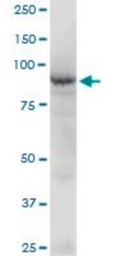 Anti-BBS12 antibody produced in mouse purified immunoglobulin, buffered aqueous solution