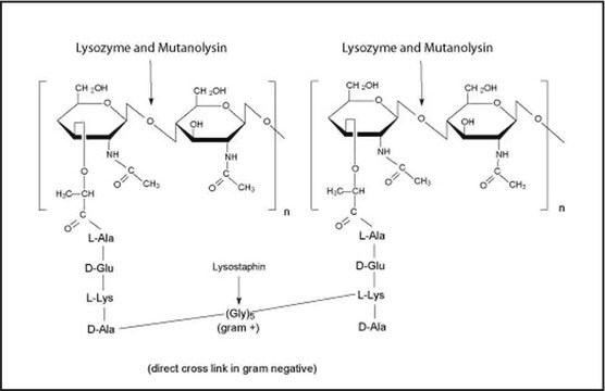 Mutanolysin from Streptomyces globisporus ATCC&nbsp;21553 Suitable for manufacturing of diagnostic kits and reagents, &#8805;4000&#160;units/mg protein (biuret)