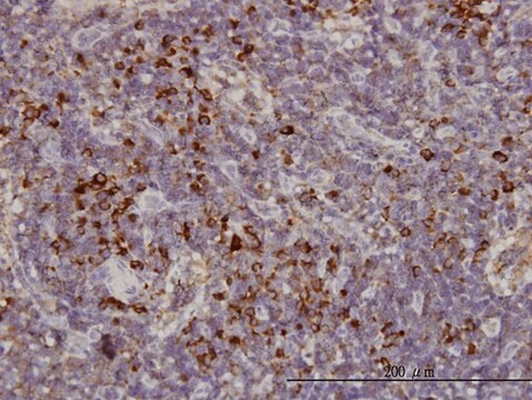 Monoclonal Anti-KIFC1 antibody produced in mouse clone 2B9, purified immunoglobulin, buffered aqueous solution