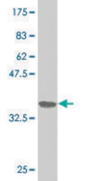 ANTI-ZNF263 antibody produced in mouse clone 2G6, purified immunoglobulin, buffered aqueous solution