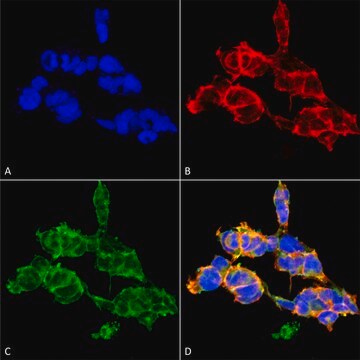 Monoclonal Anti-O-GalNAC antibody produced in mouse clone 9B9