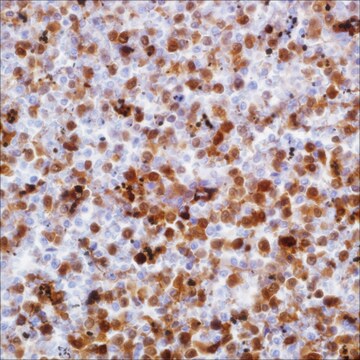 Anhang&nbsp;A1 (MRQ-3) Mouse Monoclonal Antibody