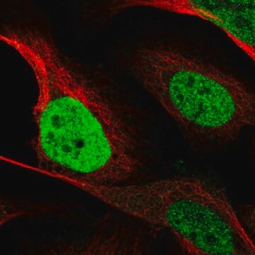 Anti-CEBPB antibody produced in rabbit Prestige Antibodies&#174; Powered by Atlas Antibodies, affinity isolated antibody