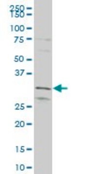 ANTI-MEOX1 antibody produced in mouse clone 3D6, purified immunoglobulin, buffered aqueous solution