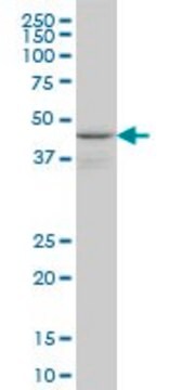 Monoclonal Anti-WIPI1 antibody produced in mouse clone 3C1, purified immunoglobulin, buffered aqueous solution