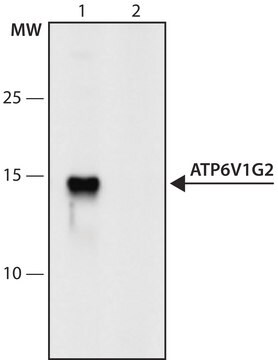 Anti-ATP6V1G2 (6-20) antibody produced in rabbit IgG fraction of antiserum