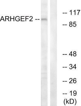 Anti-ARHGEF2 antibody produced in rabbit affinity isolated antibody