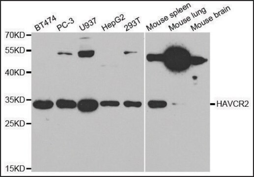 Anti-HAVCR2 antibody produced in rabbit affinity isolated antibody