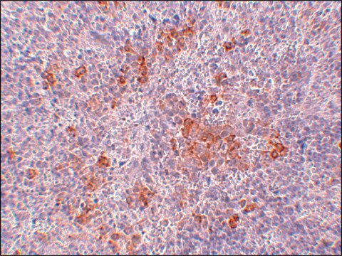 抗AGTR1 ウサギ宿主抗体 affinity isolated antibody, buffered aqueous solution