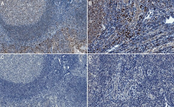 Anti-SPIB Antibody, clone 235D