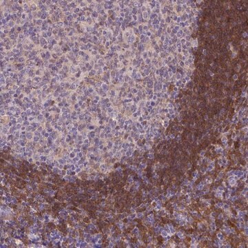 Anti-FGD2 antibody produced in rabbit Prestige Antibodies&#174; Powered by Atlas Antibodies, affinity isolated antibody, buffered aqueous glycerol solution