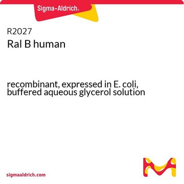 Ral B human recombinant, expressed in E. coli, buffered aqueous glycerol solution