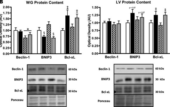 抗-BNIP3抗体，小鼠单克隆 clone ANa40, purified from hybridoma cell culture