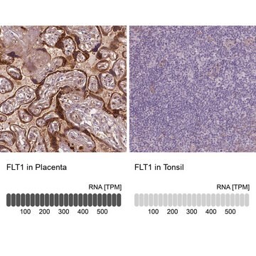 Monoklonalny anty-FLT1 Prestige Antibodies&#174; Powered by Atlas Antibodies, clone CL0345, purified immunoglobulin, buffered aqueous glycerol solution