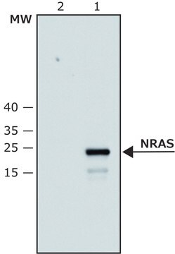 Anti-NRAS (C-terminal) antibody produced in rabbit IgG fraction of antiserum