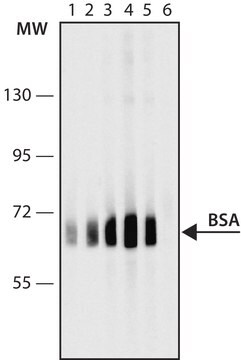 抗-牛血清白蛋白抗体,小鼠单克隆 clone BSA-33, purified from hybridoma cell culture