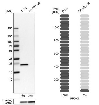 抗PRDX1 ウサギ宿主抗体 Prestige Antibodies&#174; Powered by Atlas Antibodies, affinity isolated antibody, buffered aqueous glycerol solution