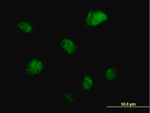 Anti-RBM6 antibody produced in mouse IgG fraction of antiserum, buffered aqueous solution