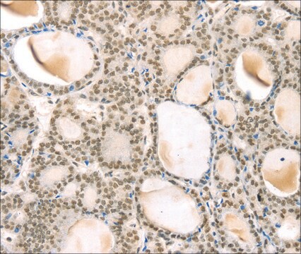 Anti-TSPAN13 affinity isolated antibody