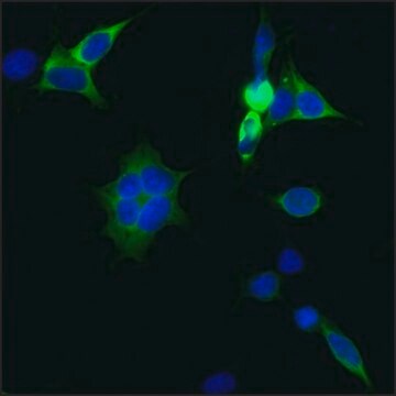 Przeciwciało anty-CRISPR/CAS9-FITC, mysie monoklonalne clone 7A9-3A3, purified from hybridoma cell culture