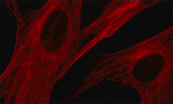 抗-&#946;-微管蛋白抗体，小鼠单克隆抗体 clone 2-28-33, purified from hybridoma cell culture