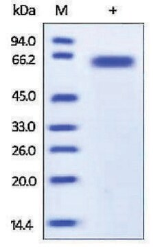 フリン ヒト recombinant, expressed in HEK 293 cells, &#8805;95% (SDS-PAGE)