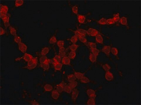 Przeciwciało anty-E-selektyna(CD62E), mysie monoklonalne clone 1.2B6, purified from hybridoma cell culture