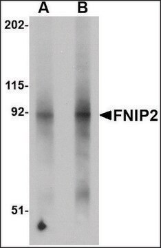 Anti-FNIP2 antibody produced in rabbit affinity isolated antibody, buffered aqueous solution, ab2