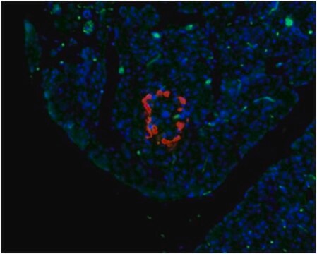 Anti-Glucagon Antibody, clone 13D11.33 clone 13D11.33, from mouse