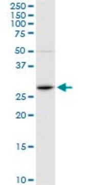 Anti-FOSL1 antibody produced in rabbit purified immunoglobulin, buffered aqueous solution