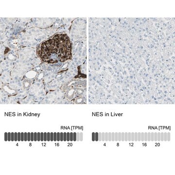 Anti-NES antibody produced in rabbit Prestige Antibodies&#174; Powered by Atlas Antibodies, affinity isolated antibody, buffered aqueous glycerol solution