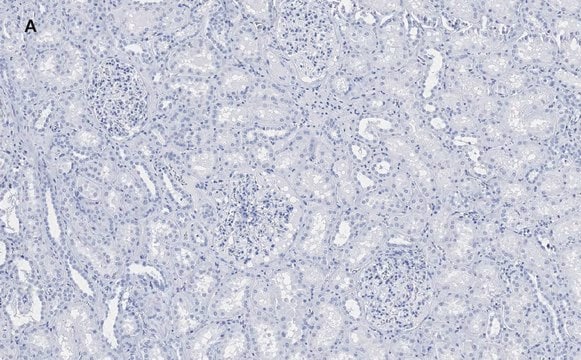 抗ネスチン抗体 クローン8B8 ZooMAb&#174;ウサギモノクローナル recombinant, expressed in HEK 293 cells