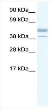 Anti-ESRRB antibody produced in rabbit affinity isolated antibody