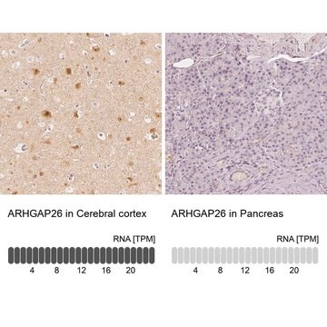 抗ARHGAP26 ウサギ宿主抗体 Prestige Antibodies&#174; Powered by Atlas Antibodies, affinity isolated antibody, buffered aqueous glycerol solution