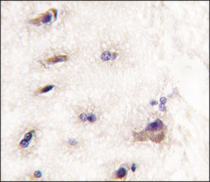 Anti-DDIT4 (C-term) antibody produced in rabbit Ig fraction of antiserum, buffered aqueous solution